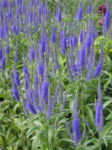 Garden Speedwell seed Veronica longifolia